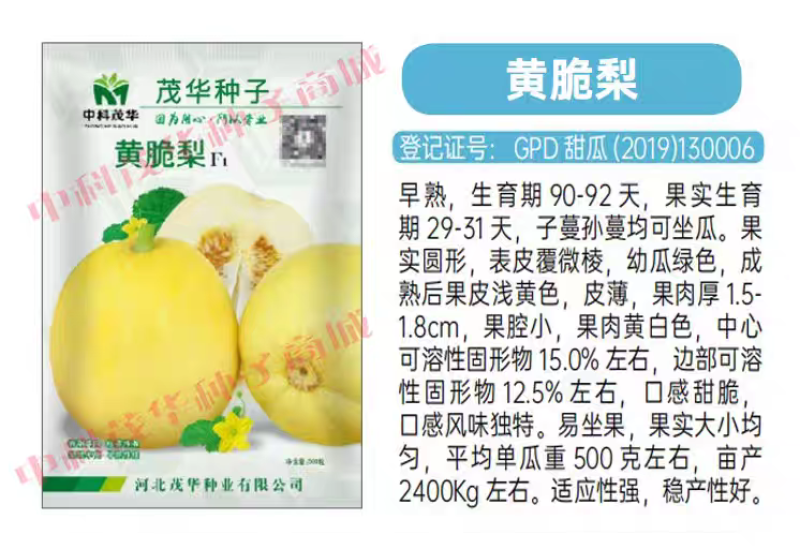 黄脆梨早熟含糖高单瓜500克亩产2400公斤皮薄易管理