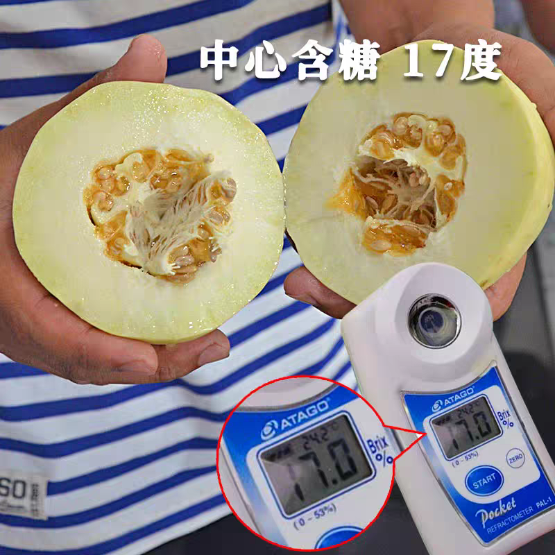 黄脆梨早熟含糖高单瓜500克亩产2400公斤皮薄易管理