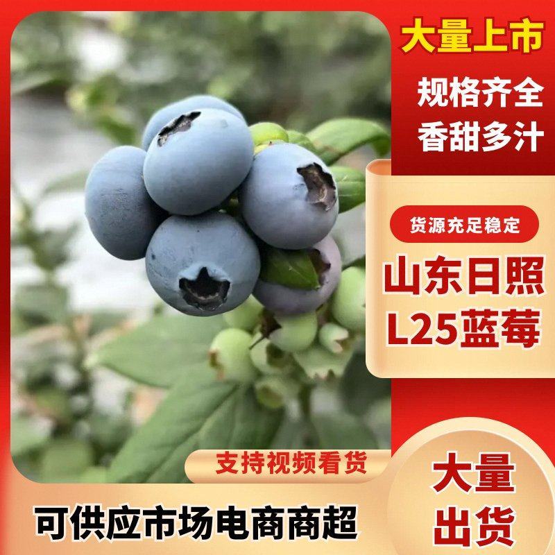 山东日照莒县L25蓝莓头茬大果果粉厚糖度高产地直发