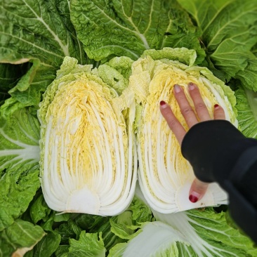 精品黄心大白菜