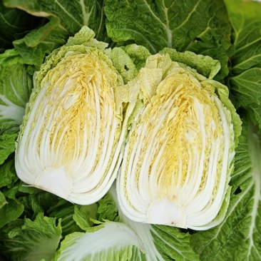精品黄心大白菜