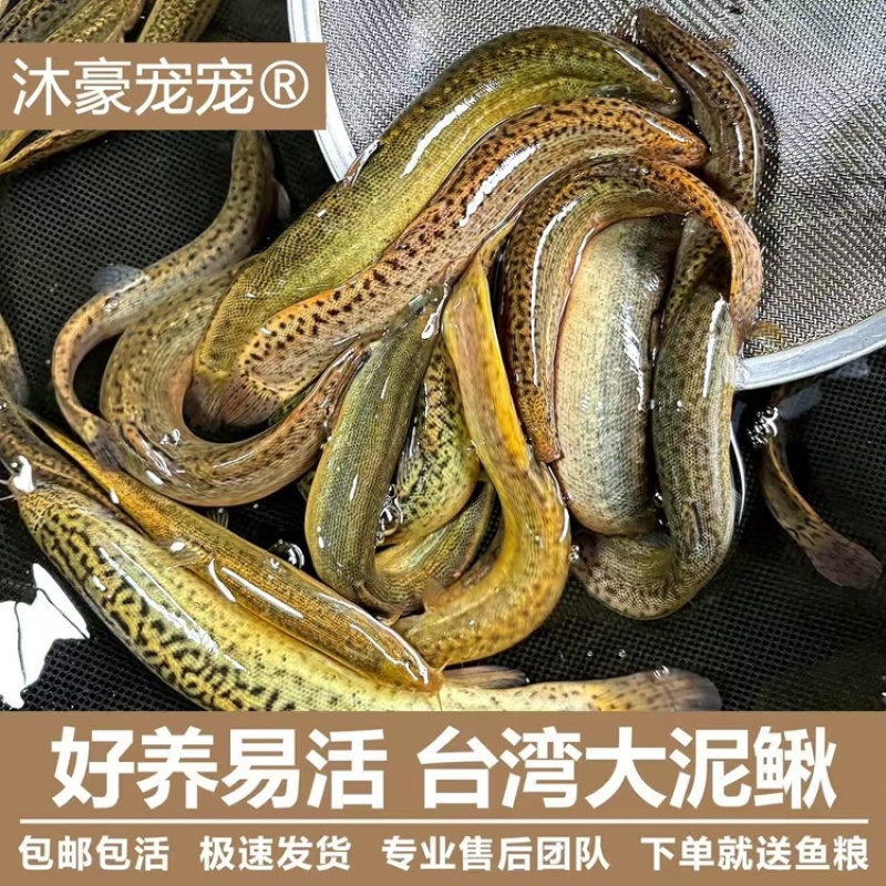 台湾大泥鳅极速发货质量保证诚信经营