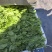 豌豆苗