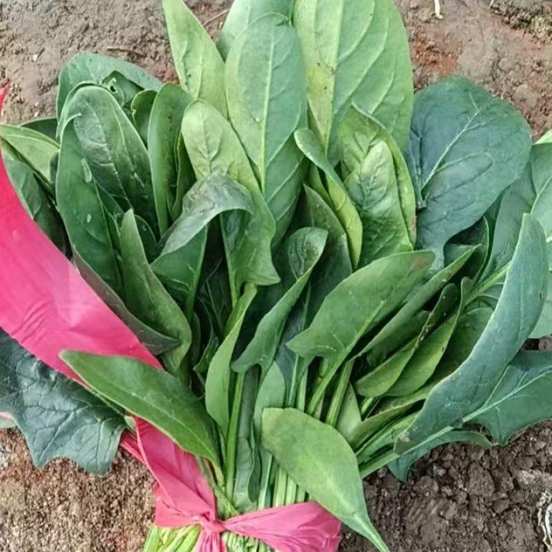 菠菜