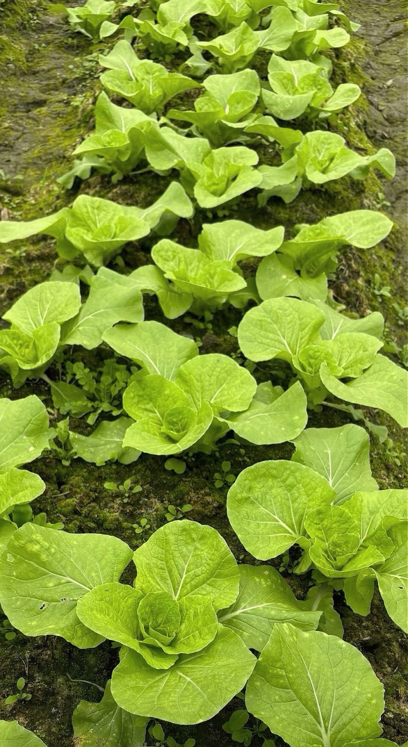 白菜种子四季奶油快菜耐寒耐热鲜嫩无茸毛口感甜嫩爽口