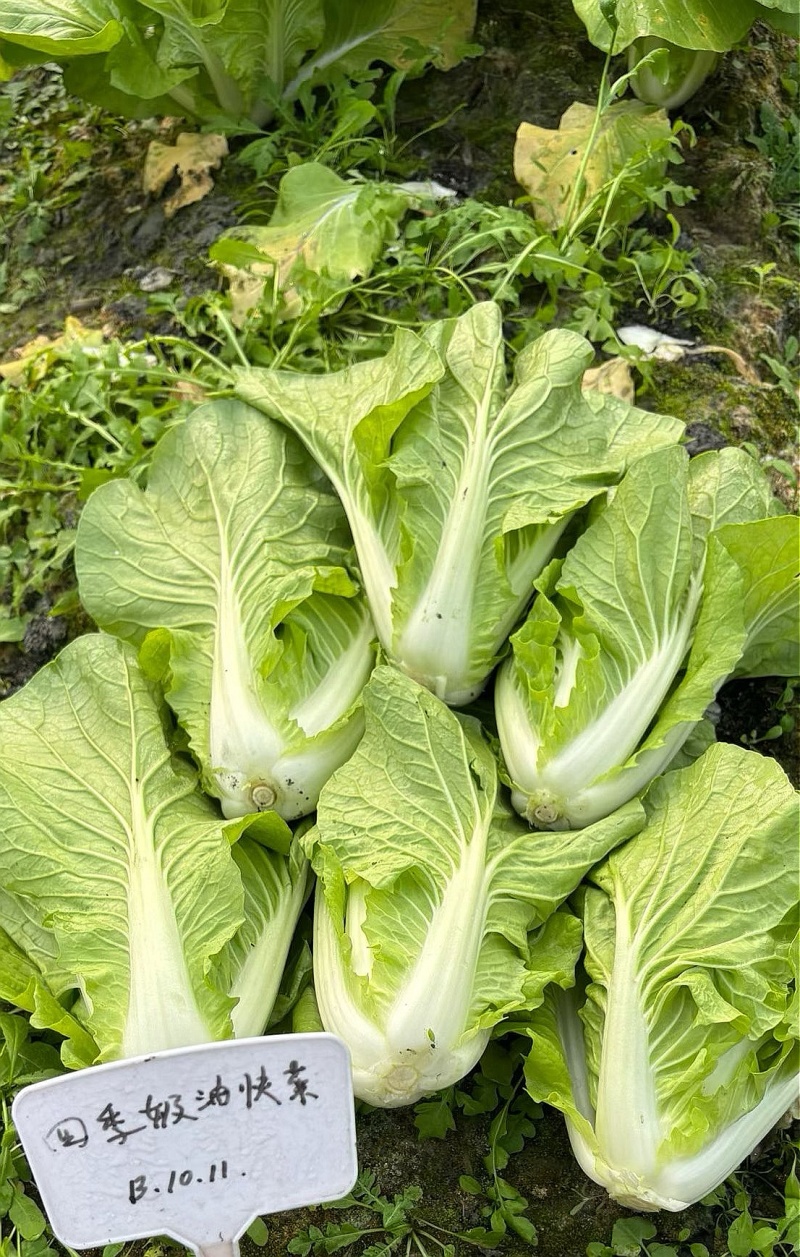 白菜种子四季奶油快菜耐寒耐热鲜嫩无茸毛口感甜嫩爽口