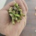 烟卷粗的韭菜
