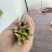 烟卷粗的韭菜