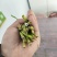 烟卷粗的韭菜