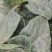 河南趴地菠菜