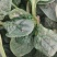河南趴地菠菜