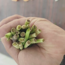 精品二刀韭菜精品联系特别粗的韭菜