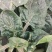 河南趴地菠菜