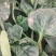 河南趴地菠菜
