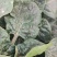 河南趴地菠菜