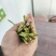 精品二刀韭菜精品联系特别粗的韭菜