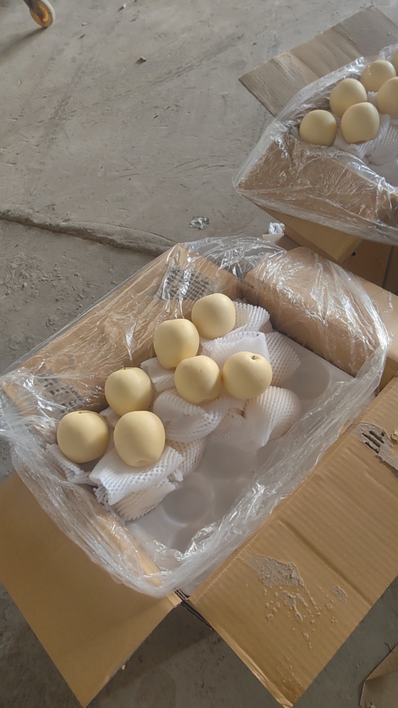 皇冠梨，梨，大量有货