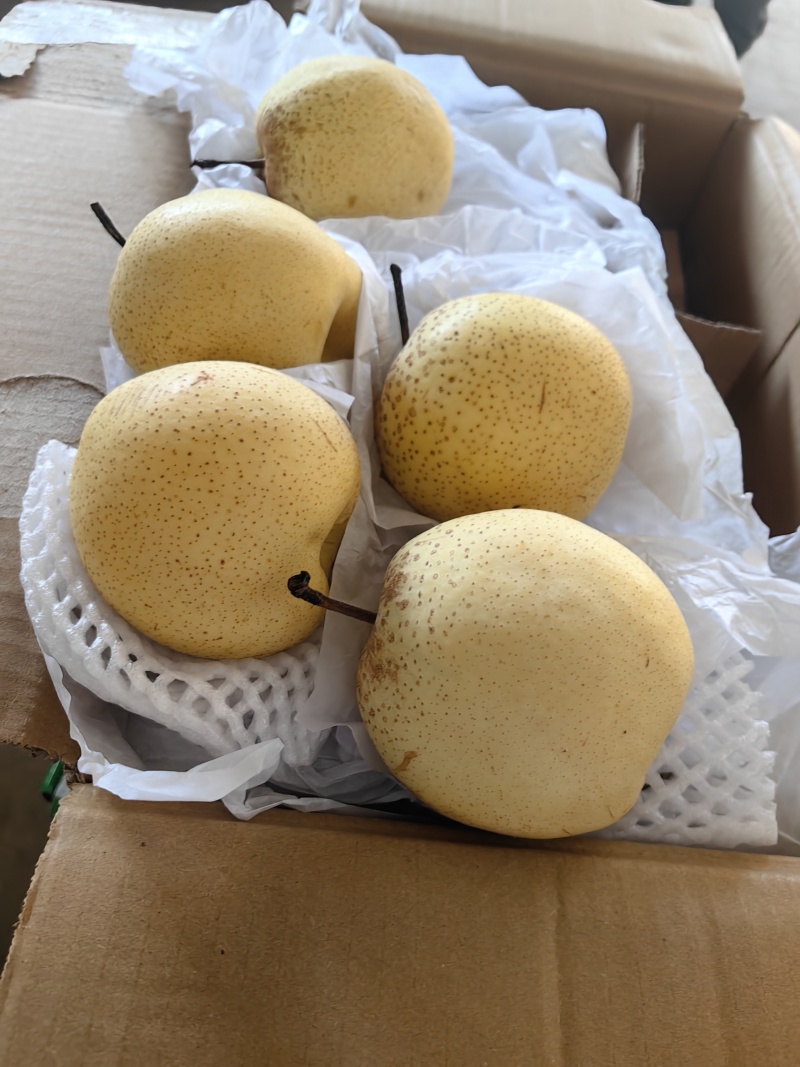 皇冠梨，梨，大量有货