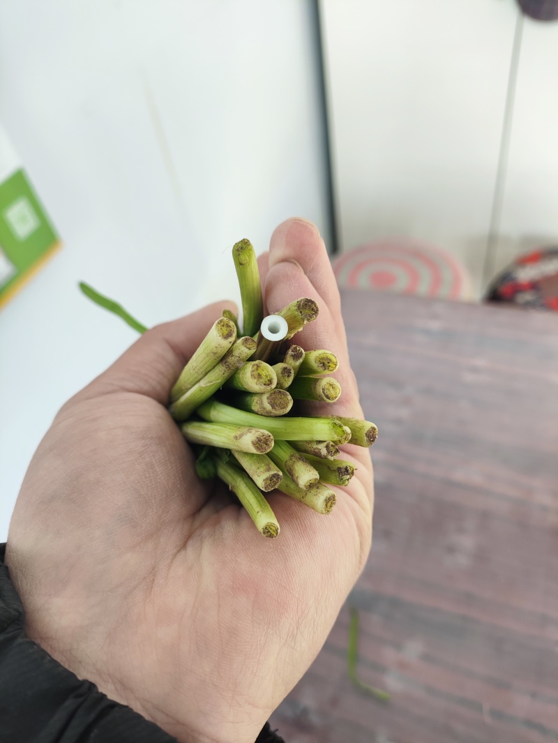 精品韭菜电线杆粗二刀韭菜