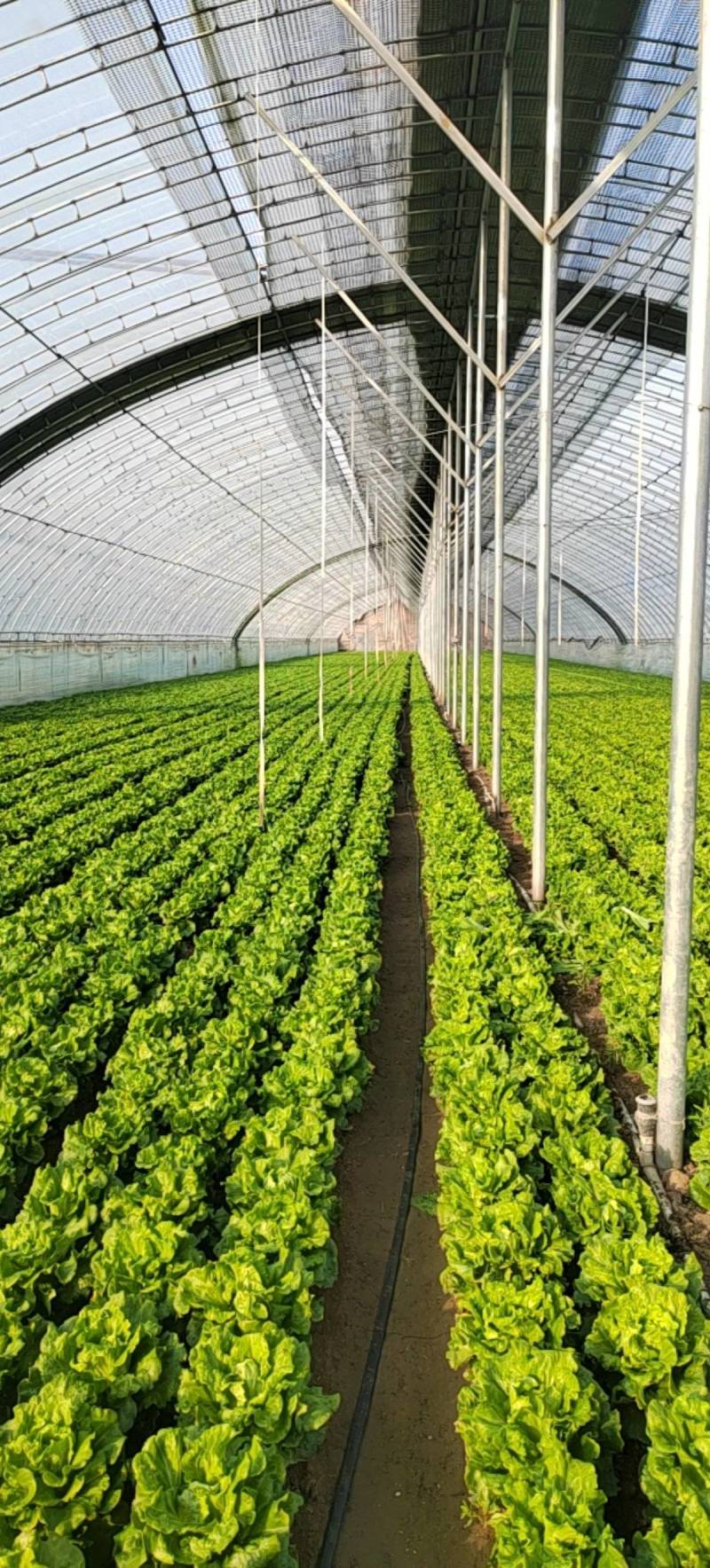 河北廊坊精品，罗马生菜，大量出货