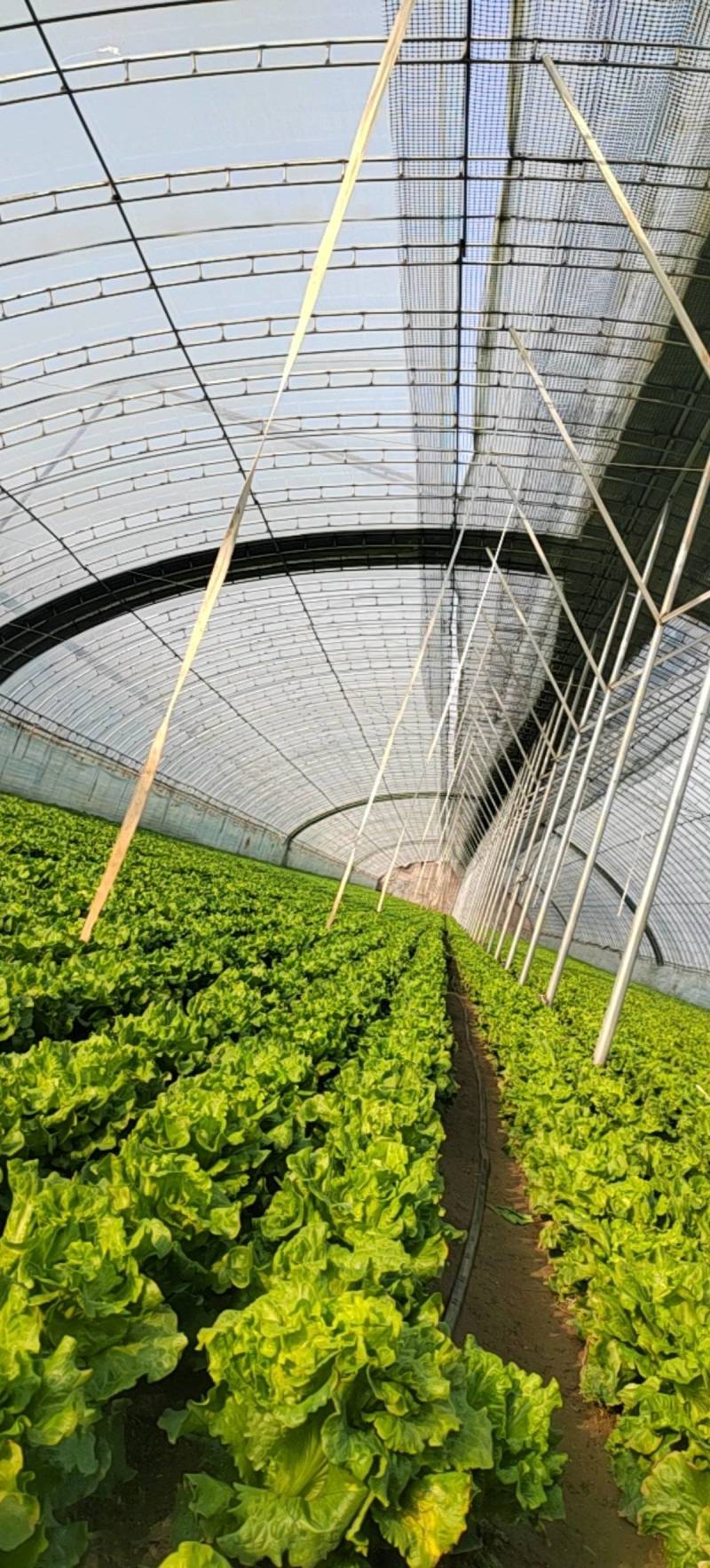 河北廊坊精品，罗马生菜，大量出货