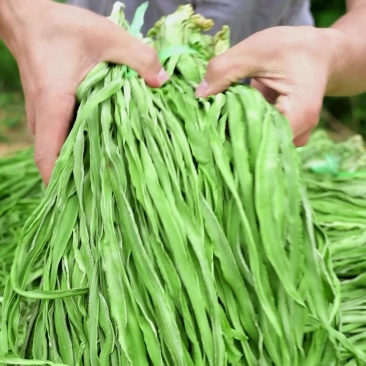 云南大理宾川贡菜