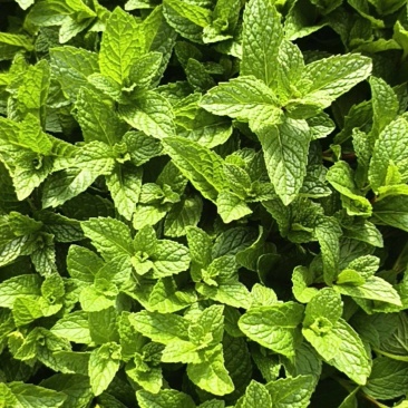 薄荷