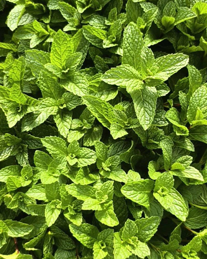 薄荷