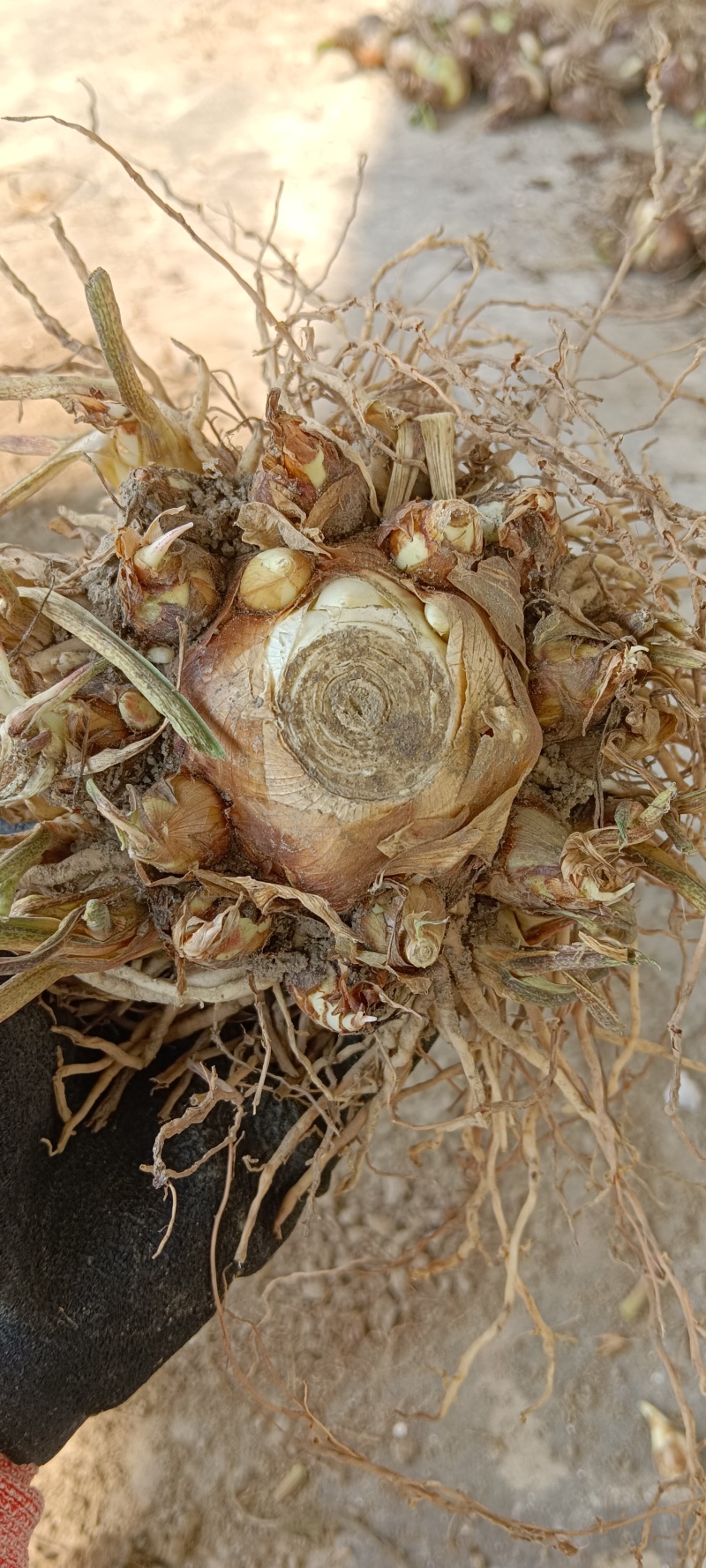 晚香玉产地直销，货源充足，欢迎电商平台老板合作。