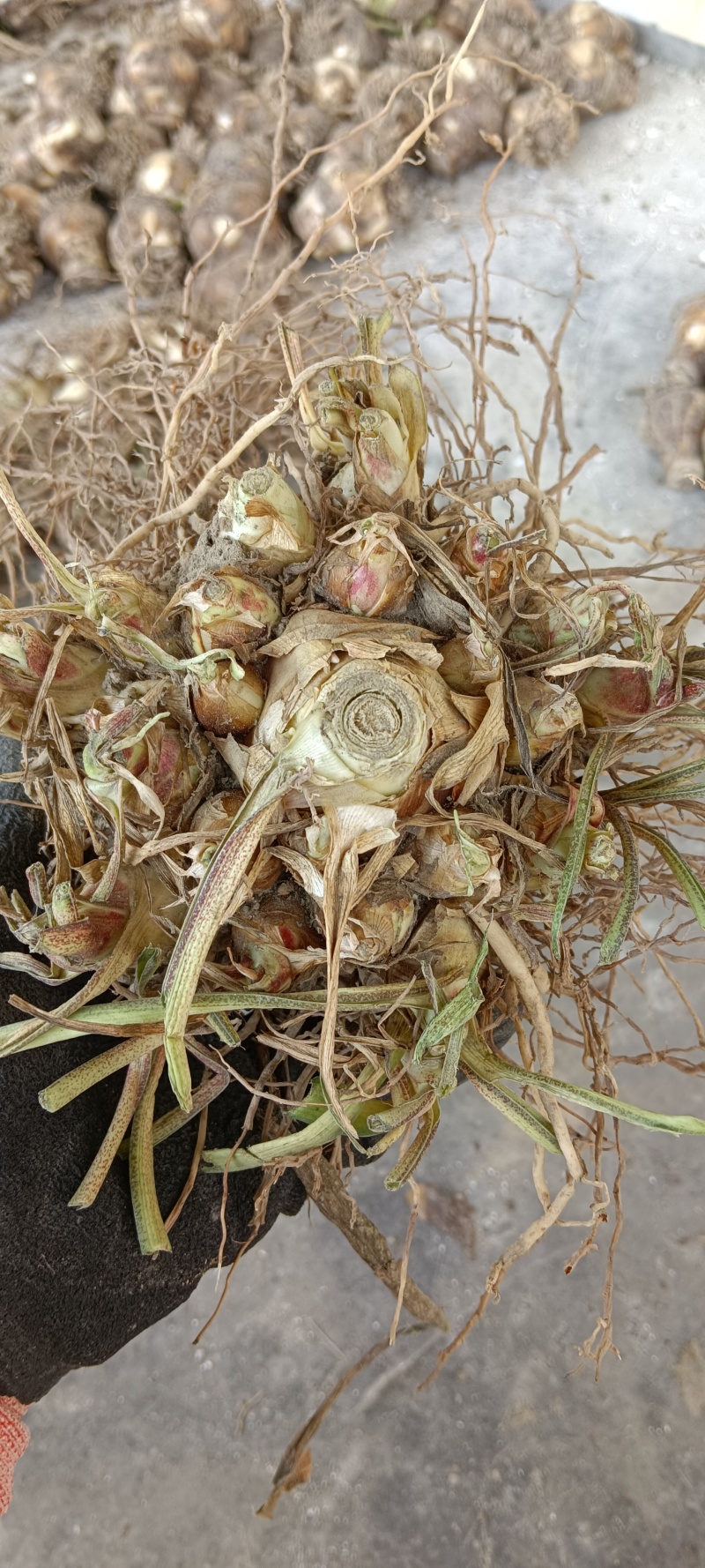 晚香玉产地直销，货源充足，欢迎电商平台老板合作。