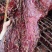 天府老厂大块肉，厂家直销每天新鲜出炉，麻辣和五香