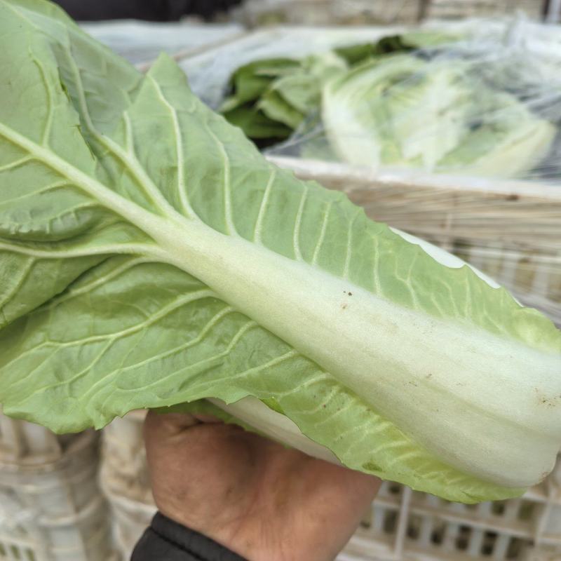毛白菜