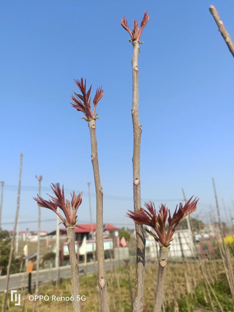 鸡冠红红油香椿树苗大量供应