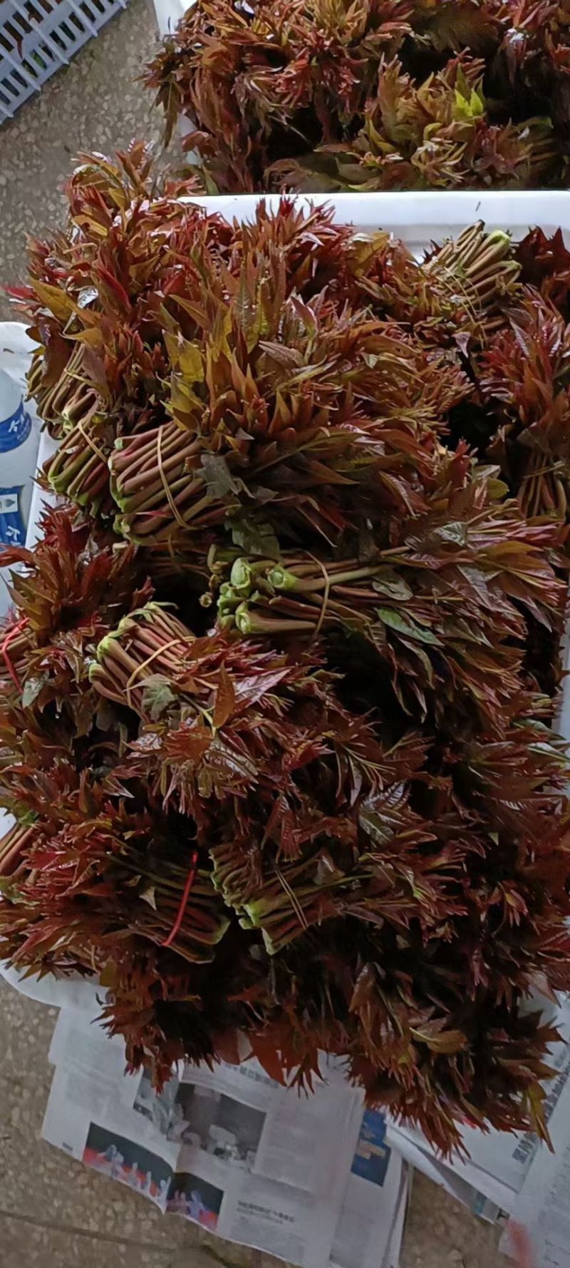 鸡冠红红油香椿树苗大量供应