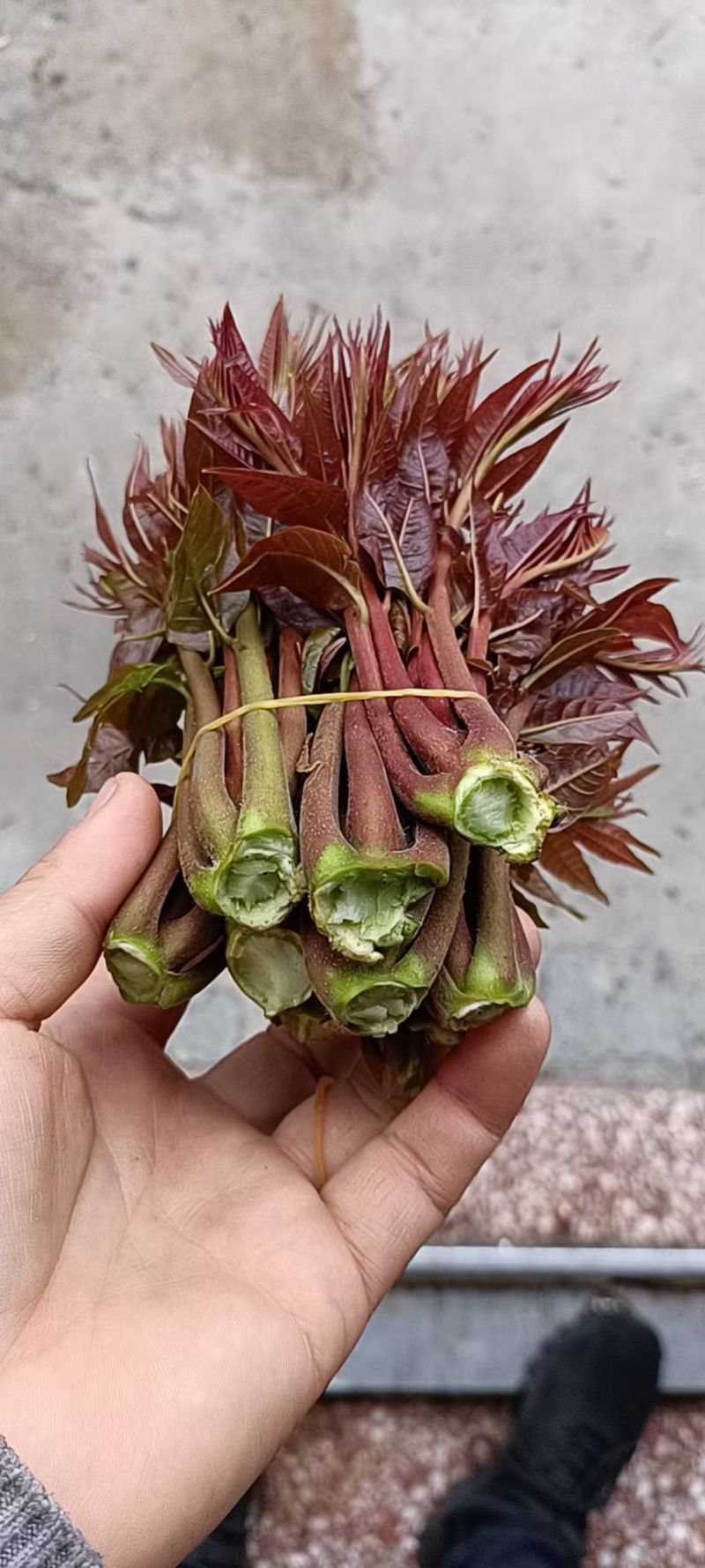 鸡冠红红油香椿树苗大量供应