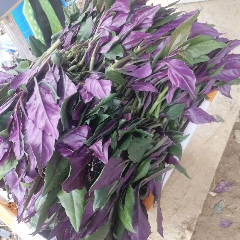 紫背菜