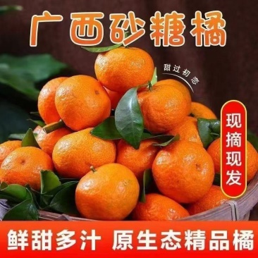 广西沙糖桔产地一手货源量大优惠，对接全国市场电商平台