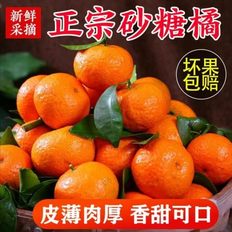广西沙糖桔产地一手货源量大优惠，对接全国市场电商平台