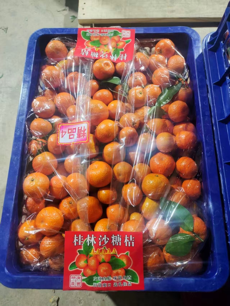 广西沙糖桔产地一手货源量大优惠，对接全国市场电商平台