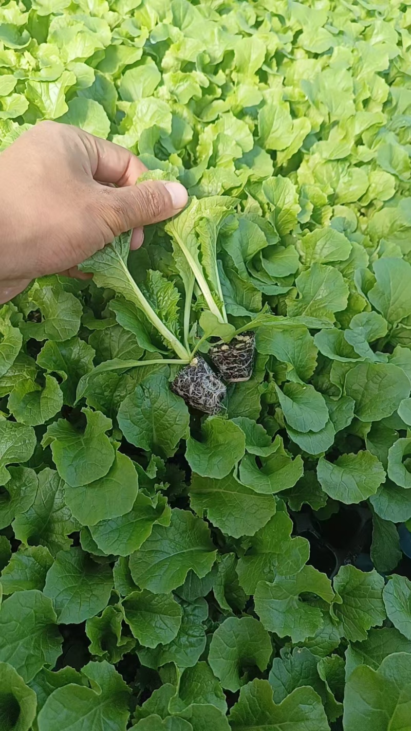 【竹筒菜】一手货源苗场直供量大优惠物美价廉