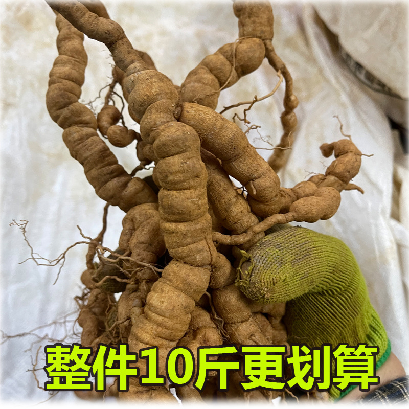 当天现挖新鲜巴戟天包邮价格可咨询发实物图片确认满意下单