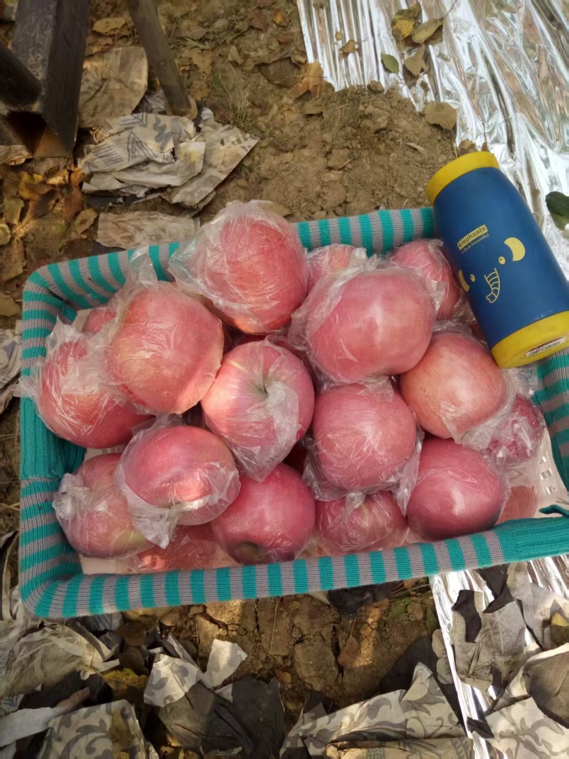 山西运城精品套袋红富士产地直发量大价优欢迎随时看货