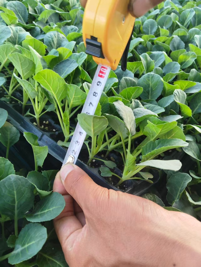 松花【白花】苗苗场直供量大优惠现拍现发