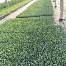 松花【白花】苗苗场直供量大优惠现拍现发