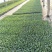 松花【白花】苗苗场直供量大优惠现拍现发