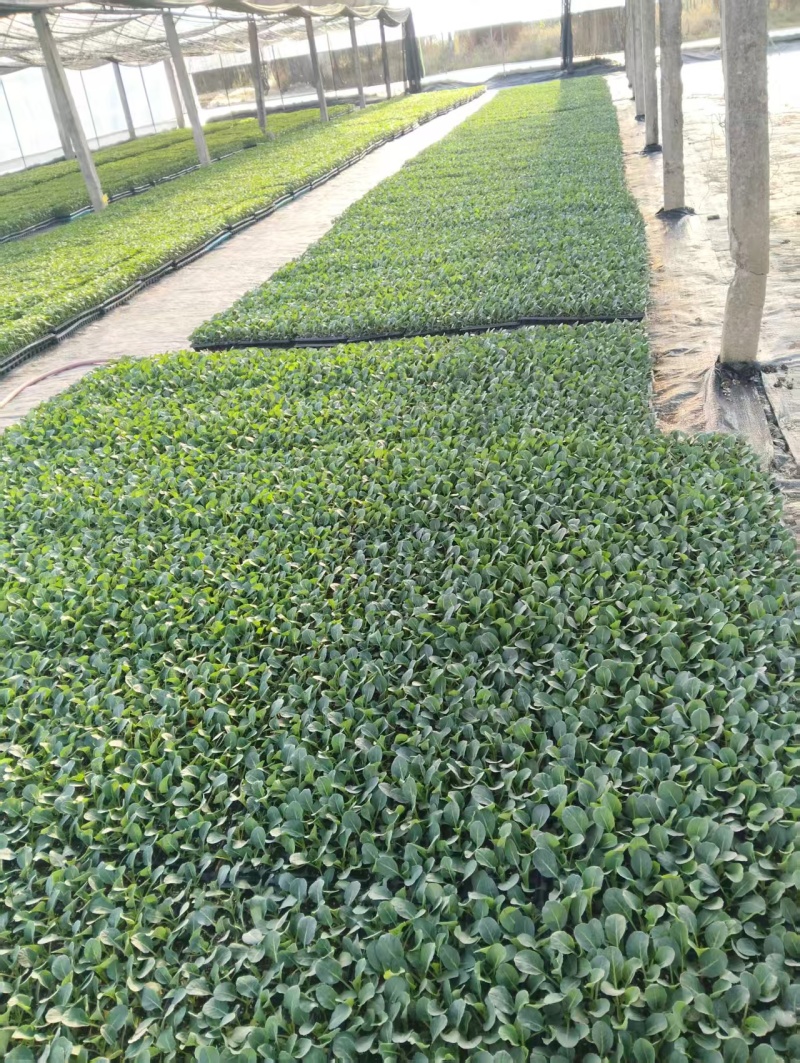 松花【白花】苗苗场直供量大优惠现拍现发