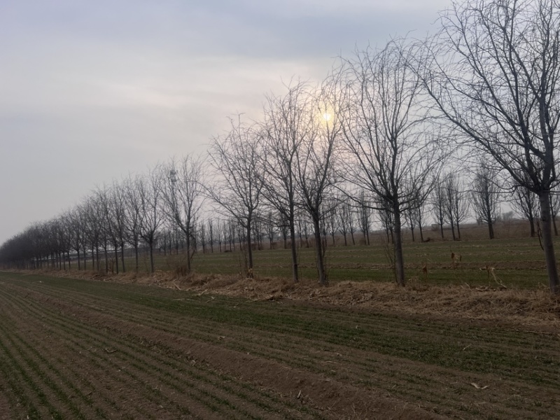 杜梨树