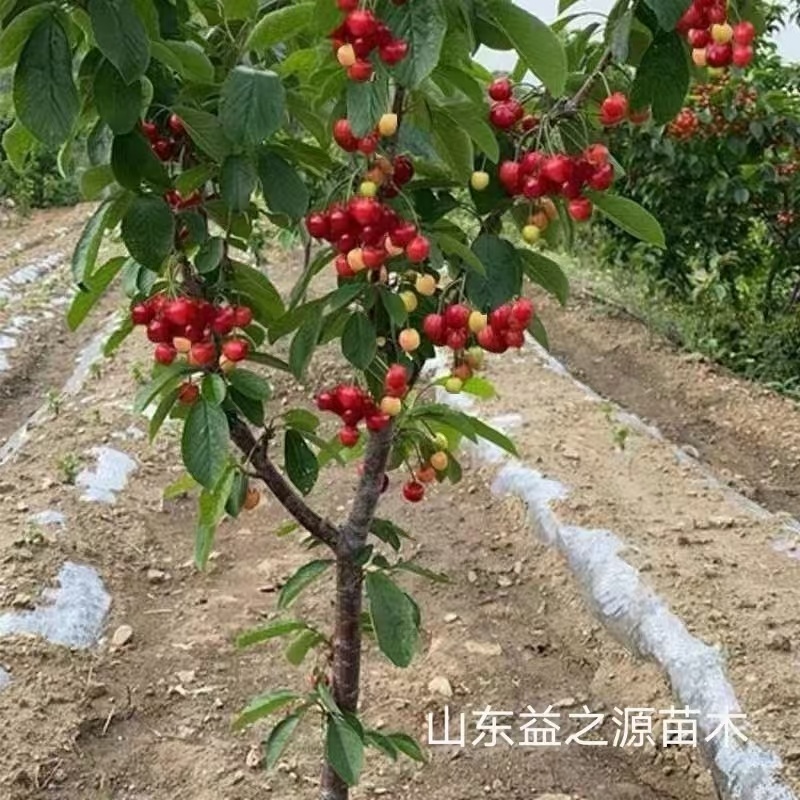 山东樱桃树苗、车厘子大樱桃、科迪亚、黑珍珠、俄罗斯八号、