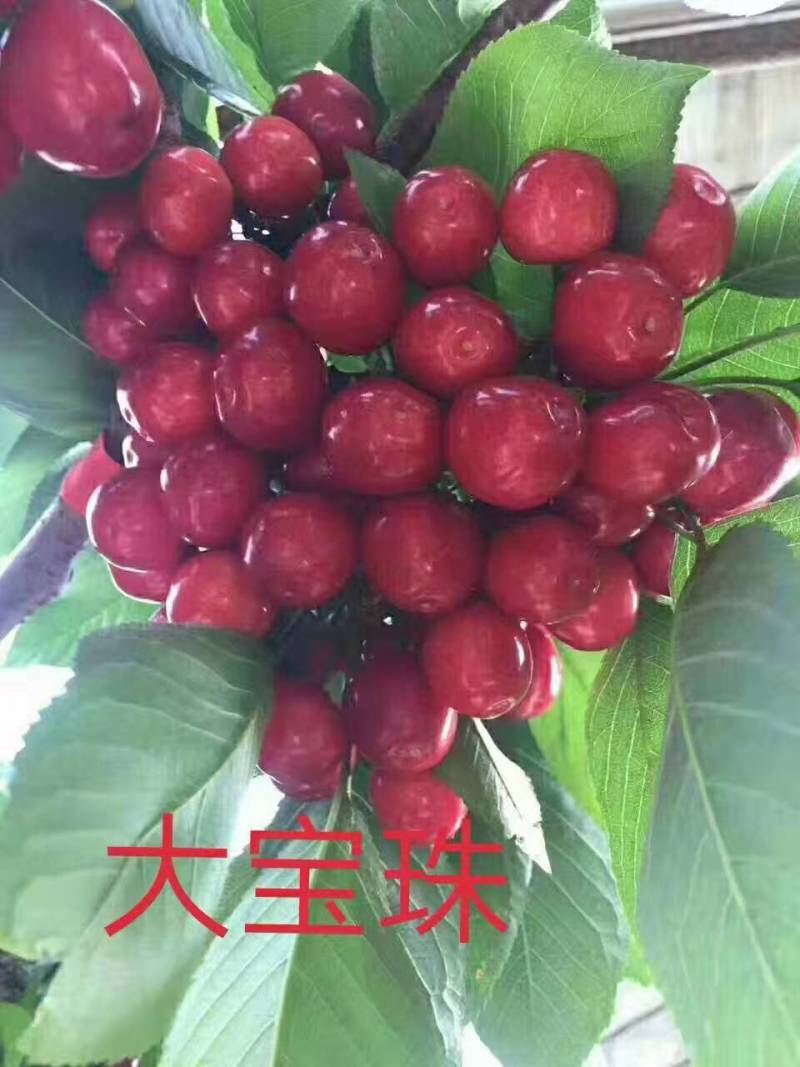 山东樱桃树苗、车厘子大樱桃、科迪亚、黑珍珠、俄罗斯八号、
