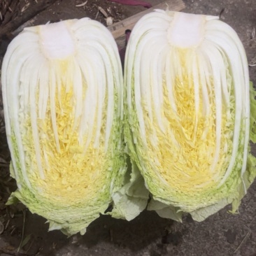 精品大白菜，货量充足，便宜的也有，欢迎咨询